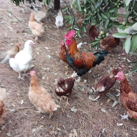 Finca Aramai Адехе Экстерьер фото